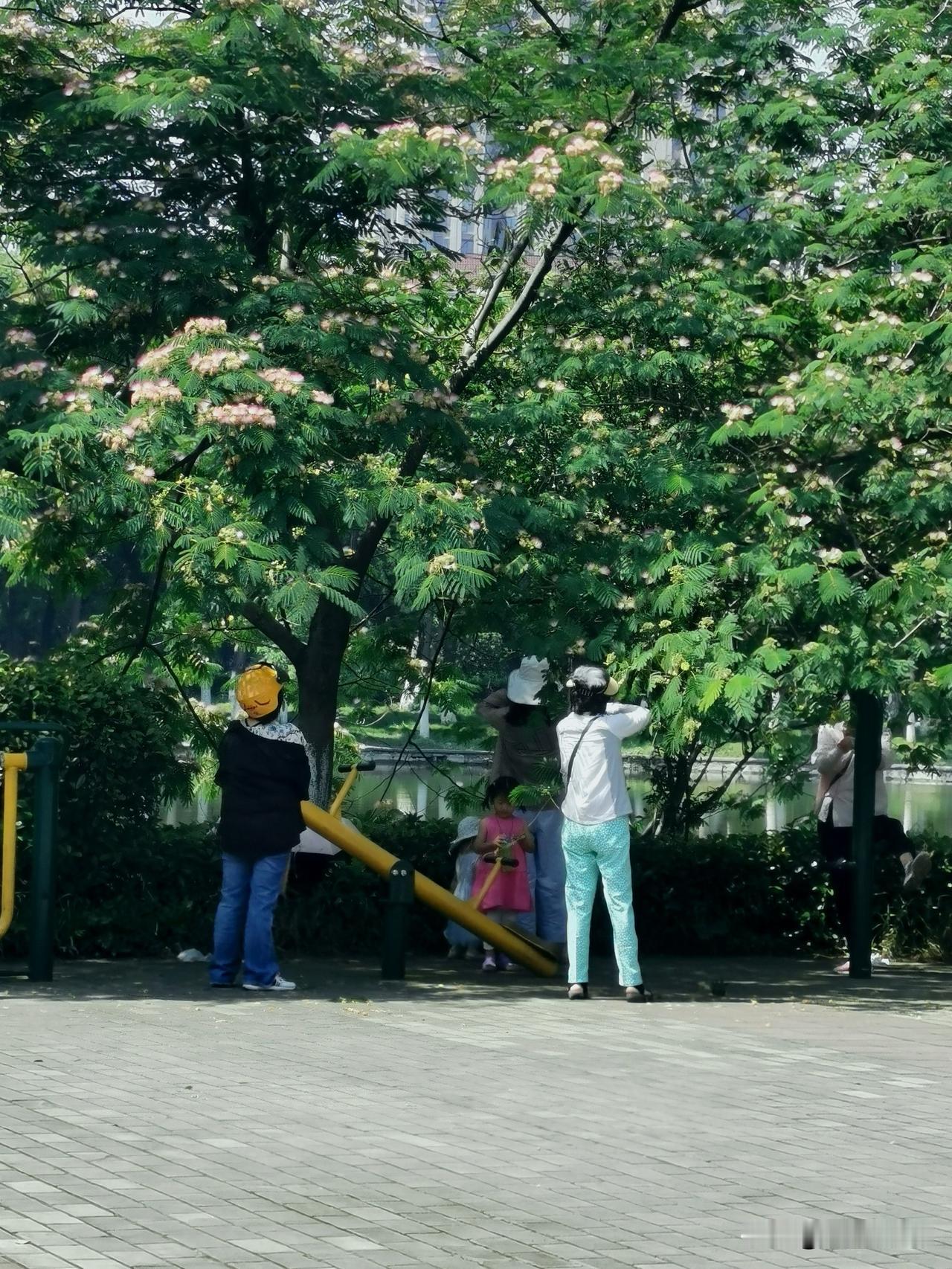 没想到摘花的大妈们，知识还挺丰富。散步路过公园，撞见一位大妈正在采摘合欢花。