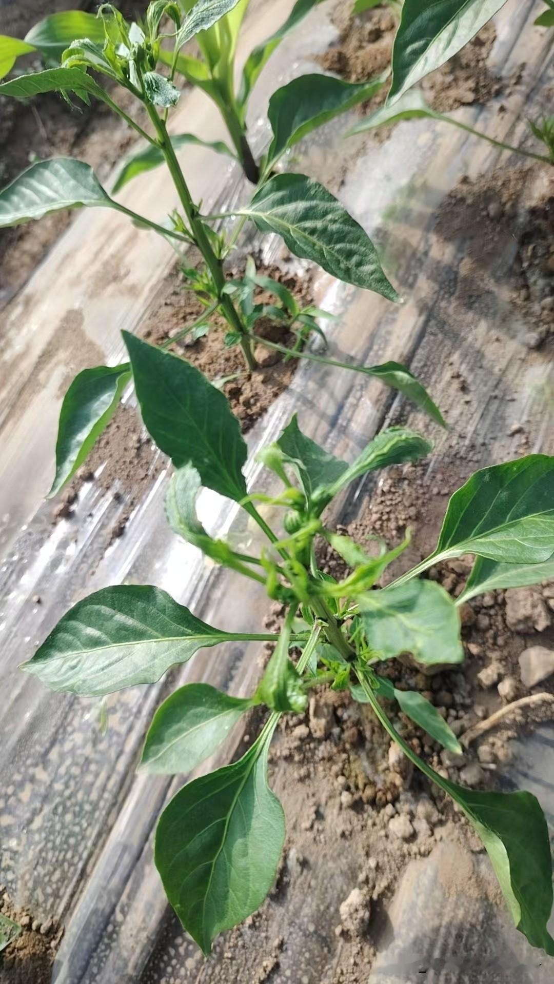 辣椒是否需要打杈，不能一概而论，主要依据品种特性、种植模式、田间密度与长势灵活判
