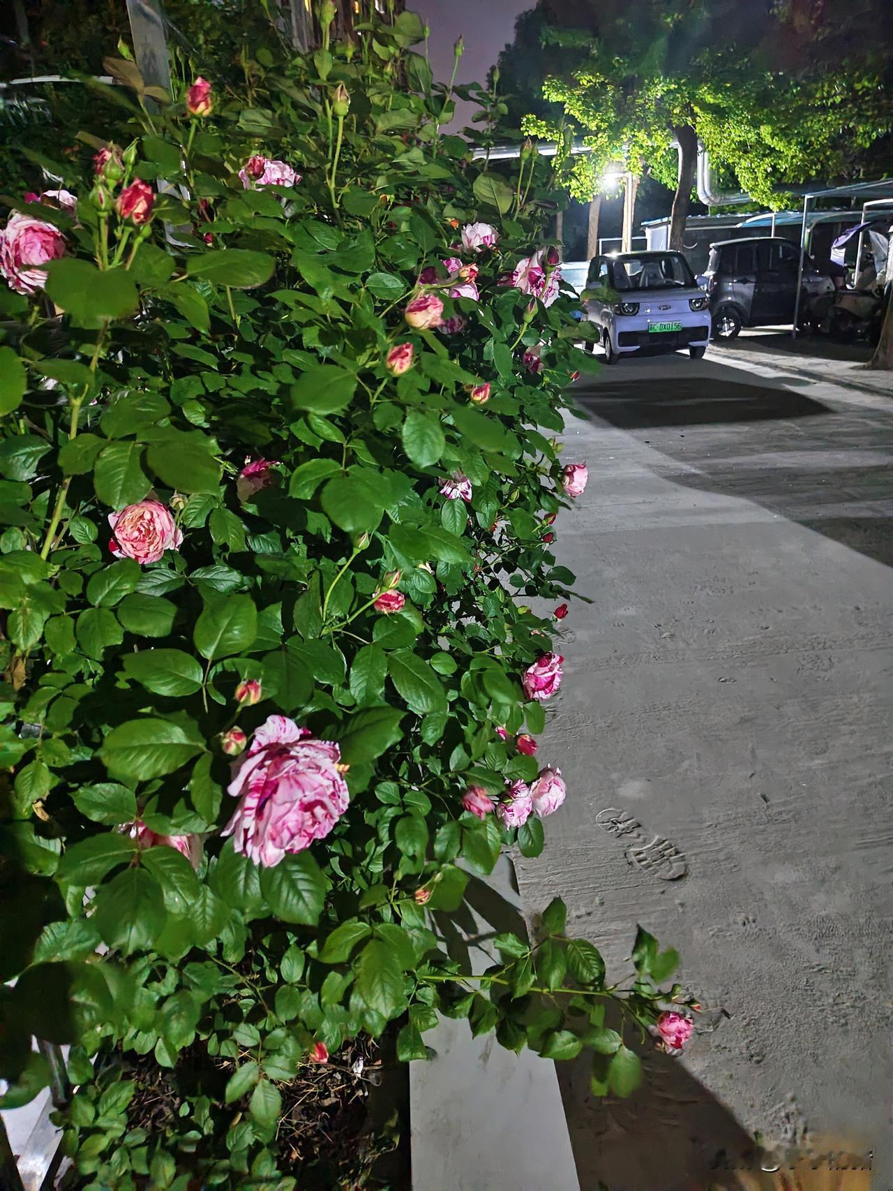 刚结婚那会大姑姐经常吃完饭走的时候还会捎点好吃的回去。有一次一个朋友给寄了一块腊