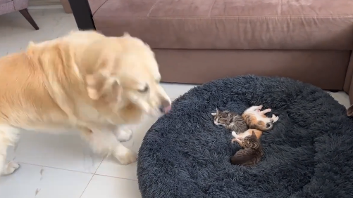 被小奶猫霸占了狗窝的大鸡毛