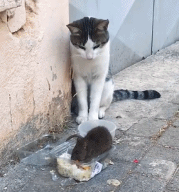 老鼠：装什么猫，别挨老子~