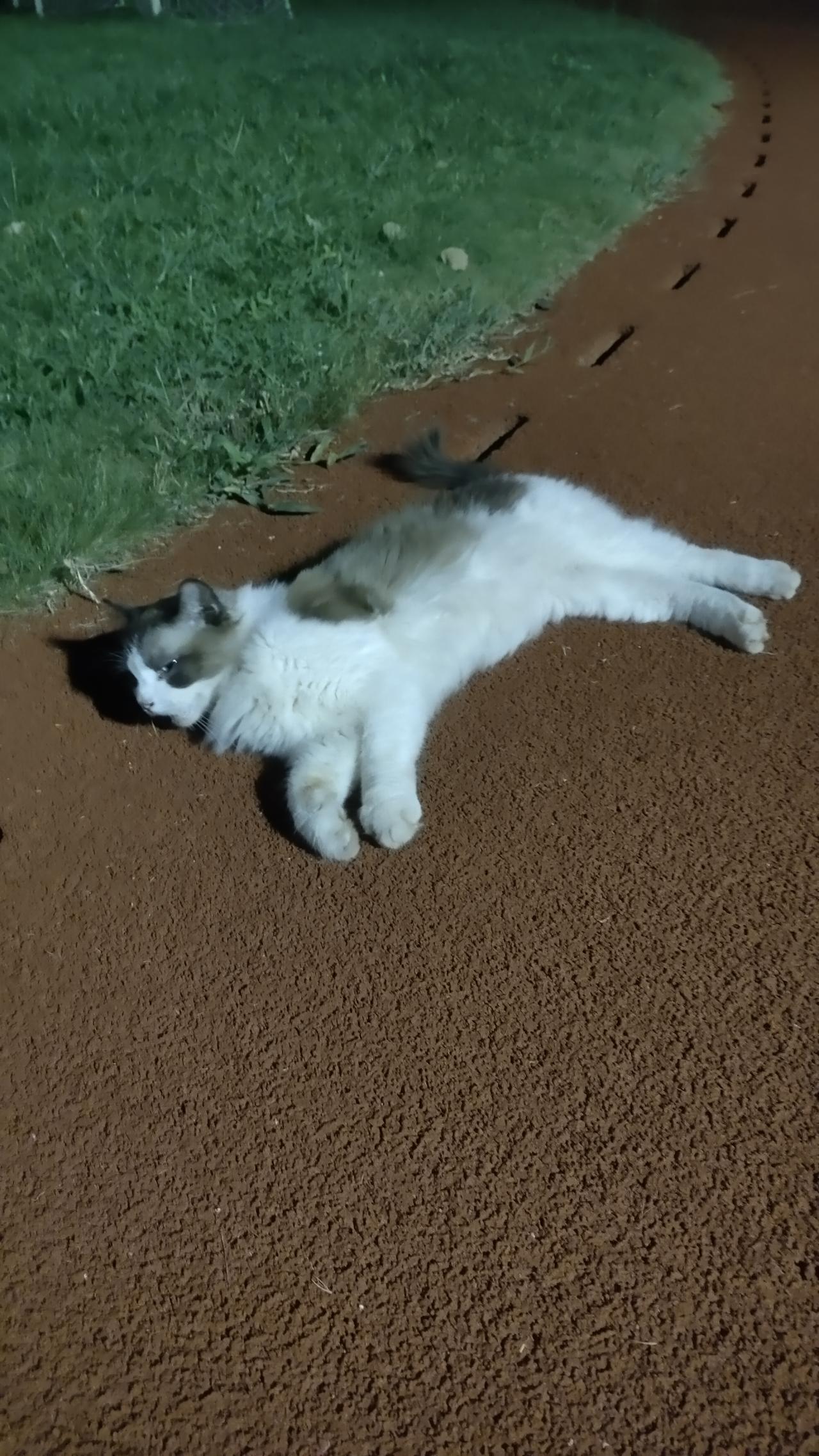 一只可爱的流浪布偶猫，一点也不怕人，而且会主动靠近陌生人，慵懒地躺在地上，露出雪
