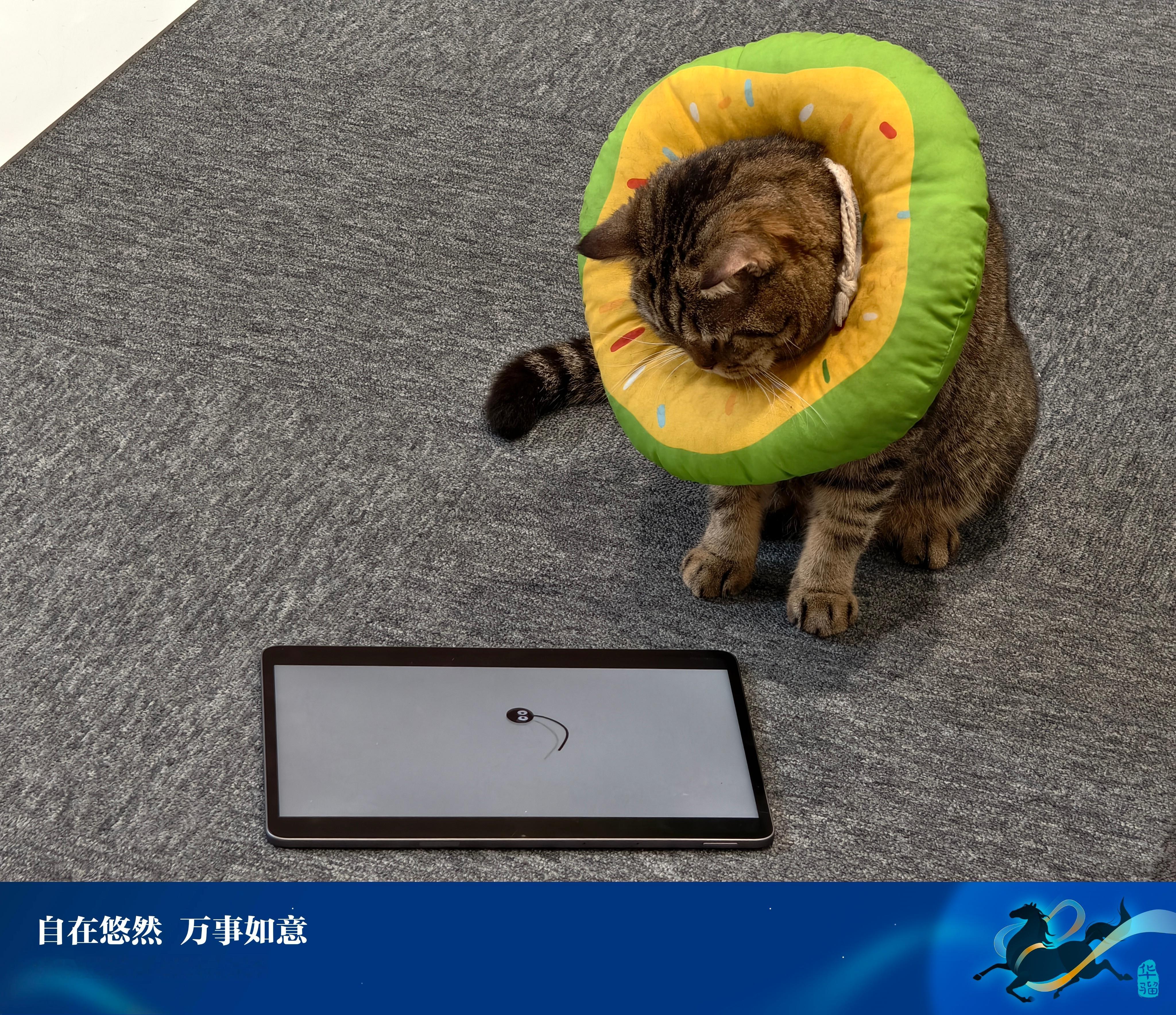 用了三年的猫开始卡顿了两年的猫还不卡顿还会玩平板不知道明年第三年了会不会卡