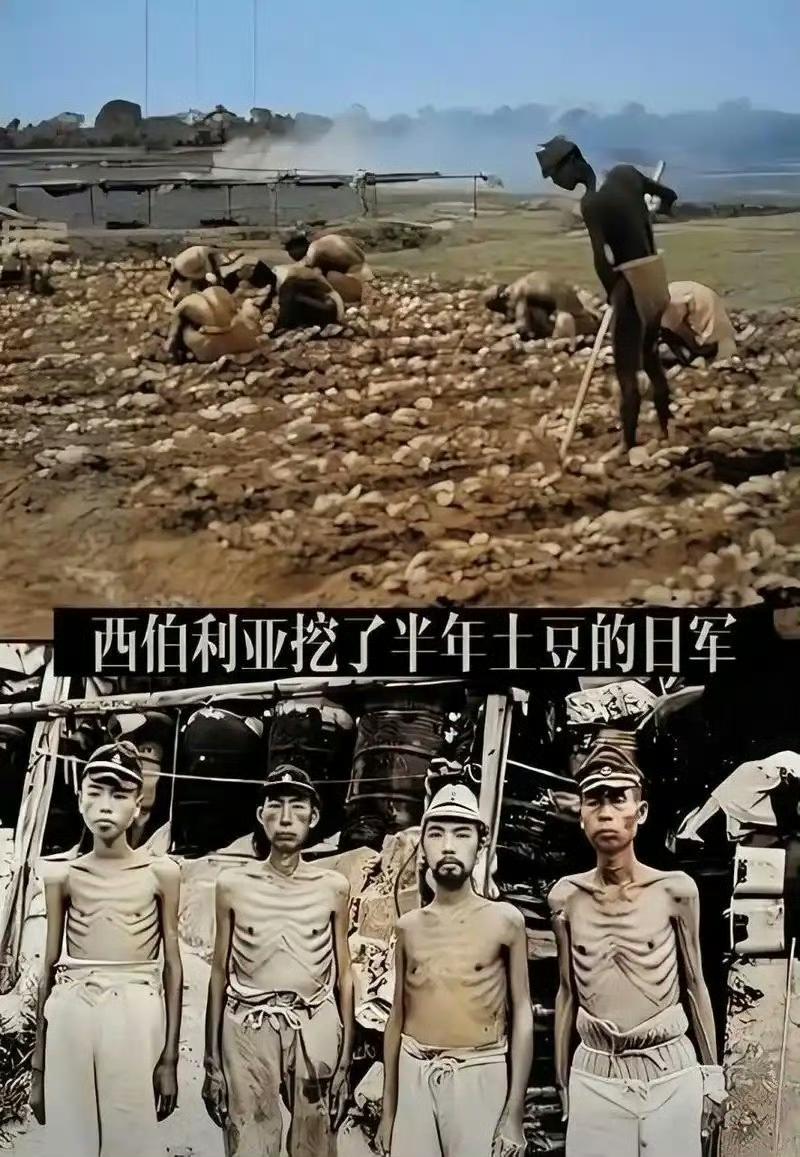 还是毛子会利用鬼子，西伯利亚挖土豆