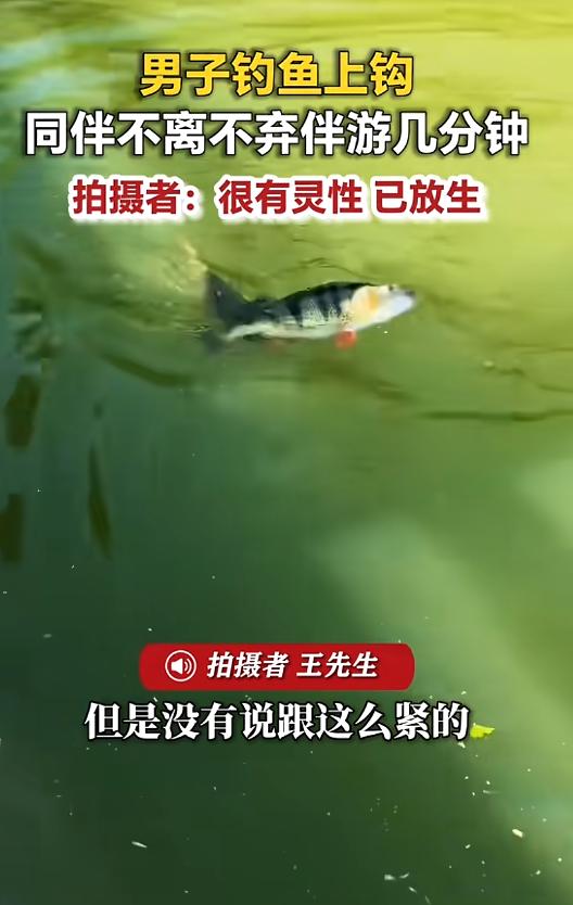 "太有灵性了！"5月10日报道，山东济南，一男子去钓鱼，等了两个多小时终于钓上一