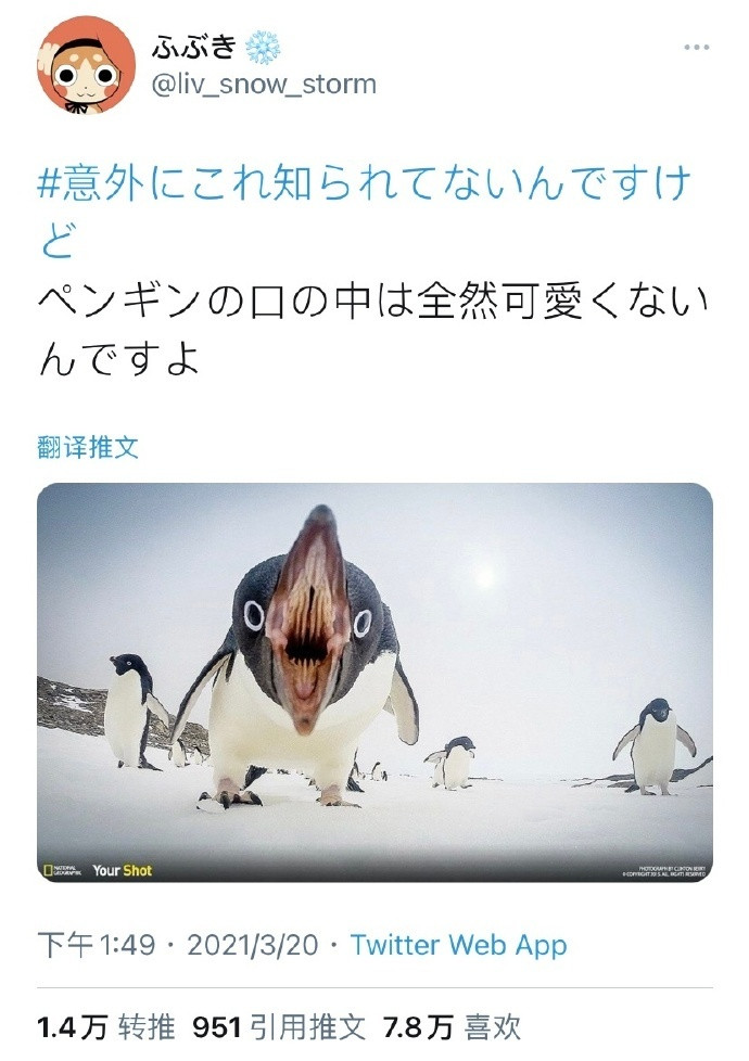 企鹅张开嘴巴就不可爱了