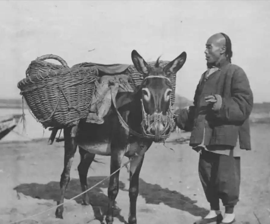 你可能想不到，古代中国农村里那些不起眼的驴和骡子，其实是精打细算的农民们最明智的