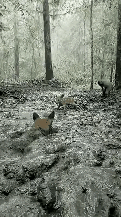 一匹狼捕猎一头小鹿，结果双双陷在淤泥里都无法动弹。一只猴子看到后，小心翼翼的来到