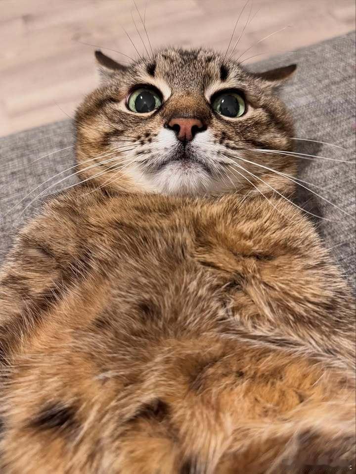 看看emo猫斯特潘..cr：loveyoustepan