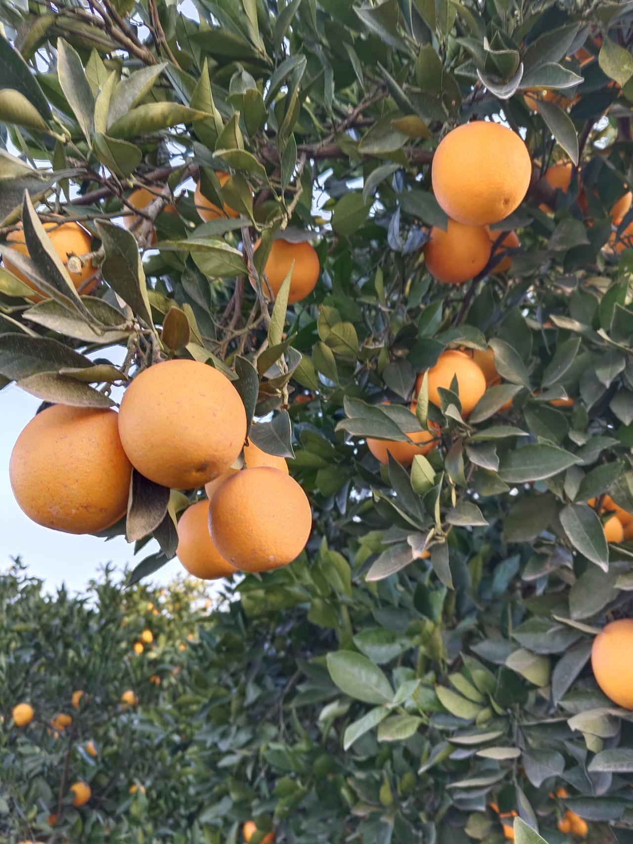 “谁懂啊！这棵树直接把‘甜过初恋’焊在枝头上了🍊黄澄澄的果子坠得枝桠都弯了腰