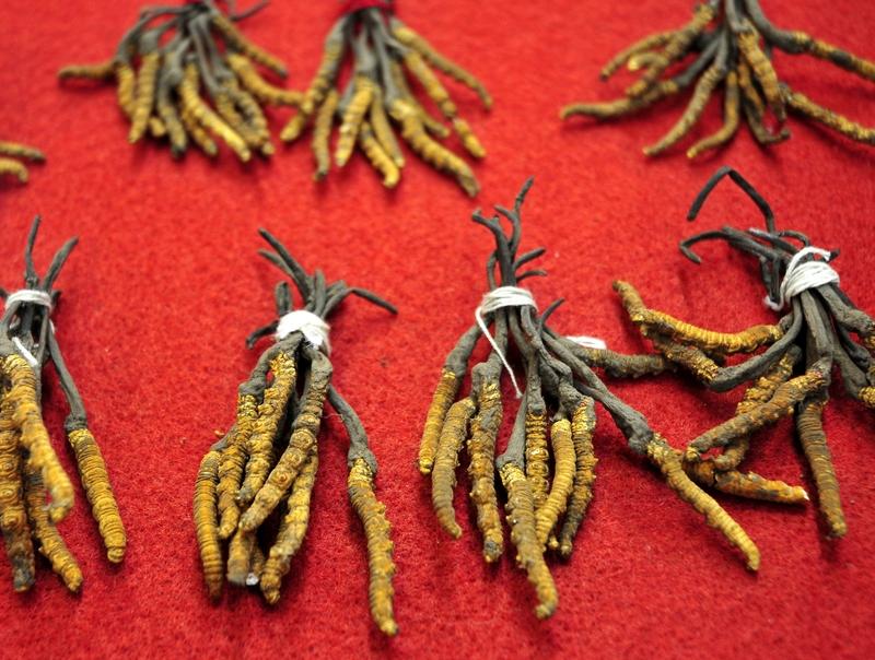 年销20万根的冬虫夏草竟是胶水拼的！工作人员：买的好胶水，吃下去没有事这令人震惊