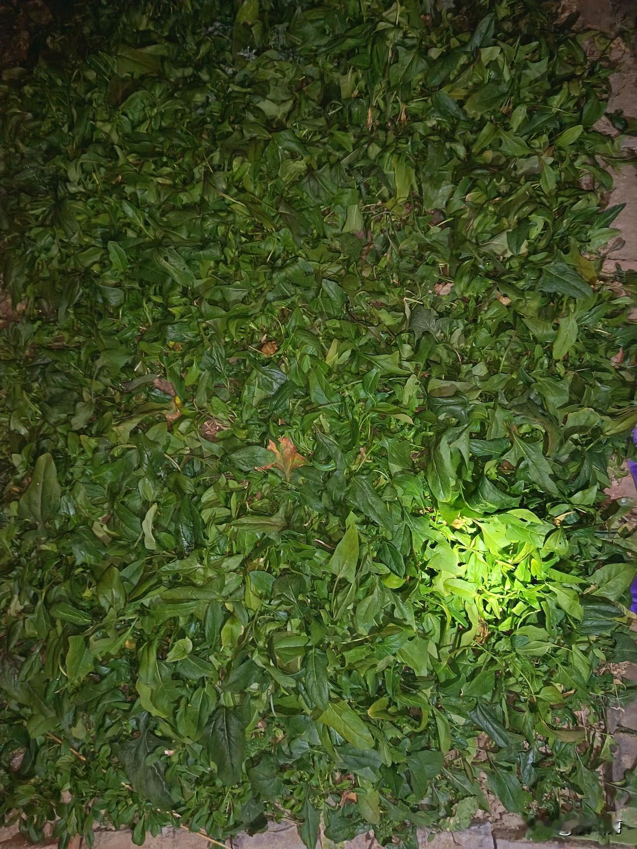 河南这家的趴地菠菜，应该就是我们家种植的土菠菜(本菠菜)。我们这里种的菠菜，