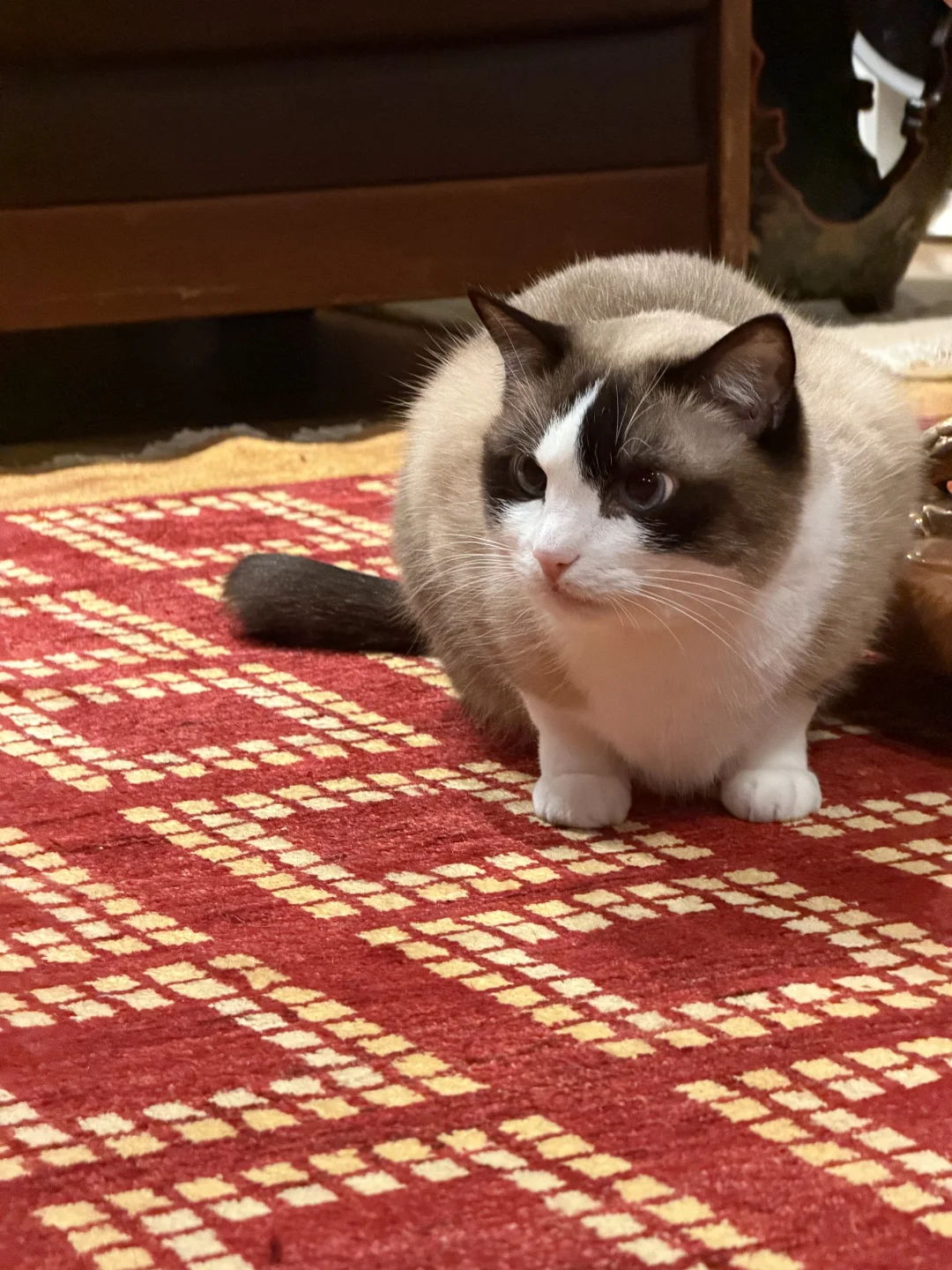 小猫咪的礼拜六