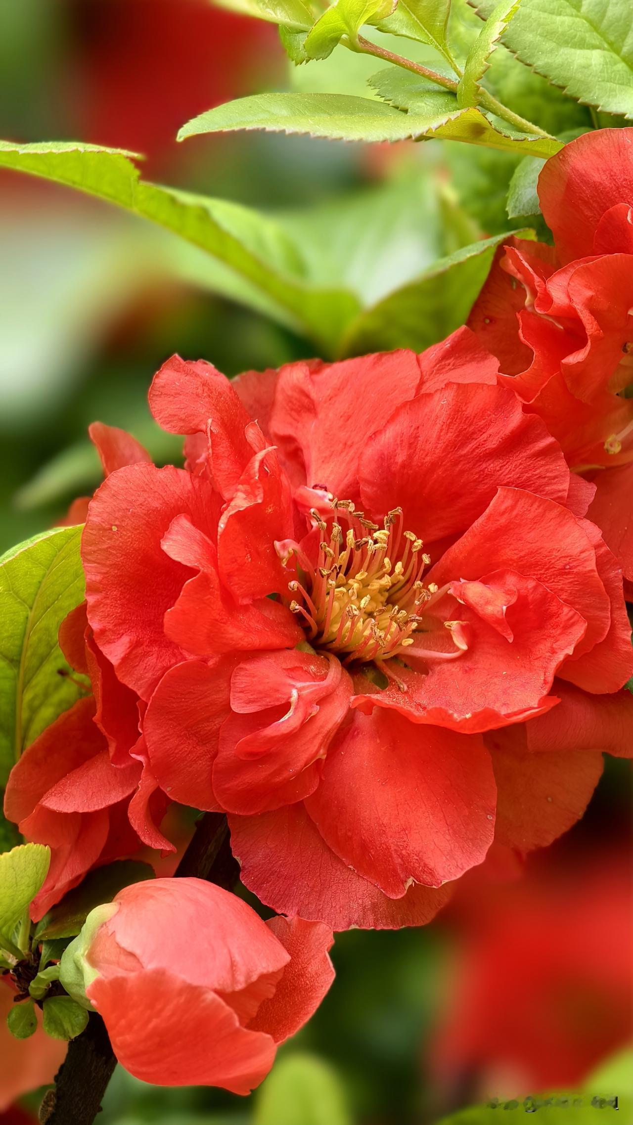 院子里有一株贴梗海棠，我走时含苞待放，今天又看到它，花开正艳。这种海棠比一般的海