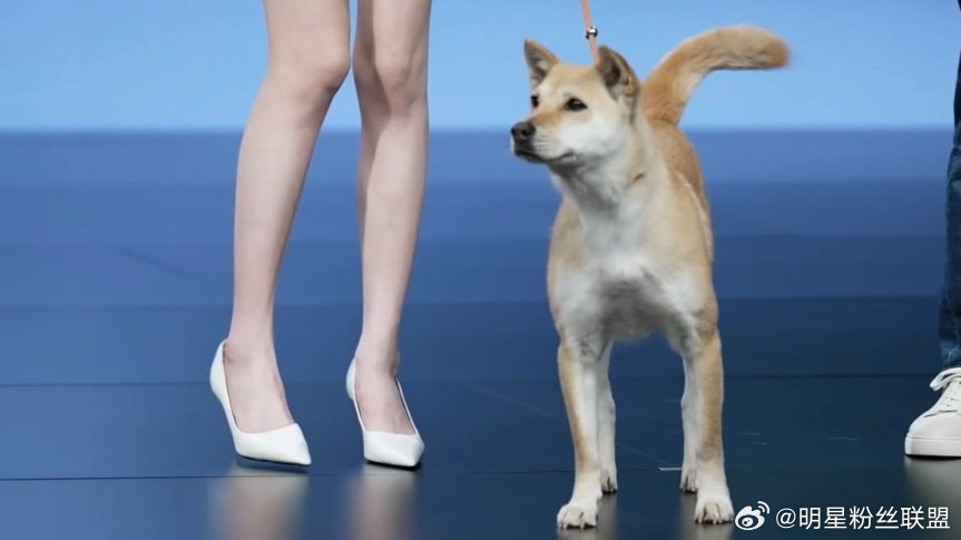 陈都灵聊宠物出行太共情了陈都灵真的太懂养宠人了！她聊起带宠物出门的种种经历，每