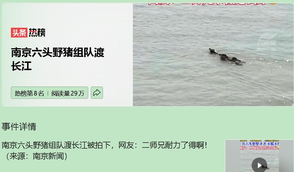 南京野猪数量暴涨，已经超过5000头，密度三年内从3.24头每平方公里飙升到4.