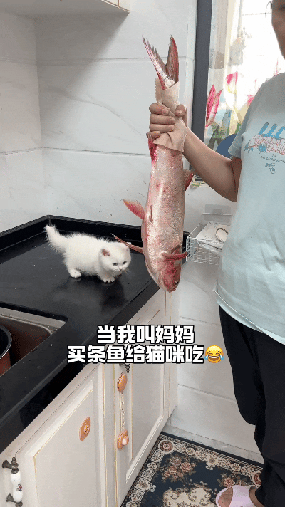 看到这个视频，瞅这小白猫跟这条大鱼，给我笑眼泪都出来了，这小猫跟个小毛球样儿，看