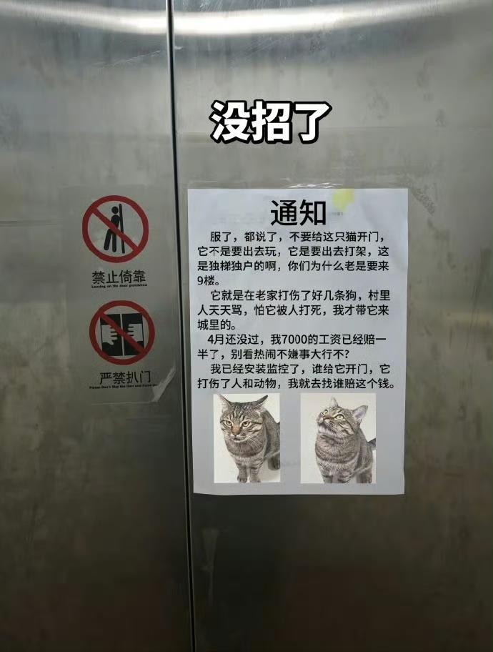 狸花猫打架赔7000后续[笑着哭]​​​