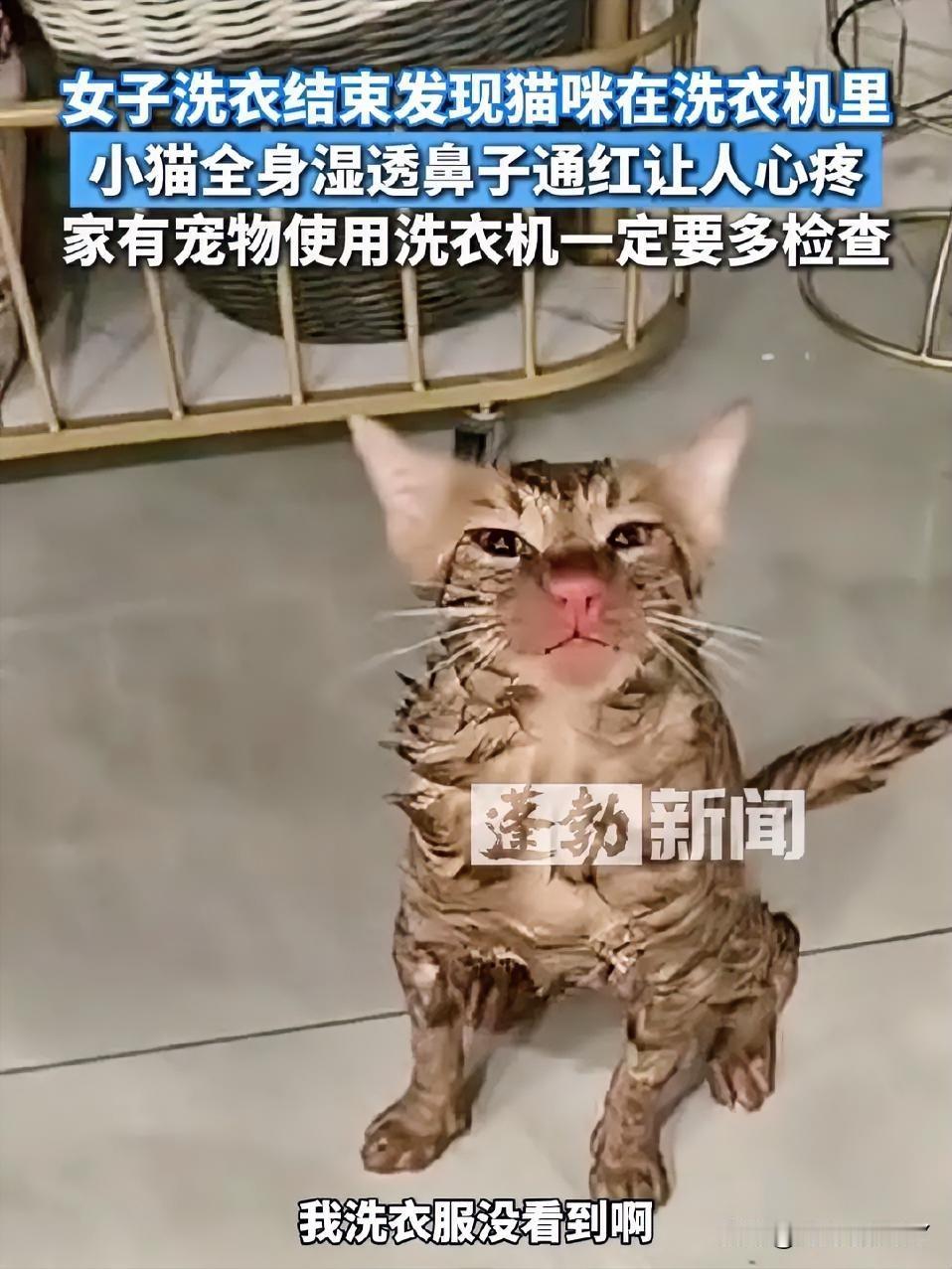 这么大的一只猫咪进了洗衣机，主人居然没有察觉，显然是疏忽大意了～更让人无语的