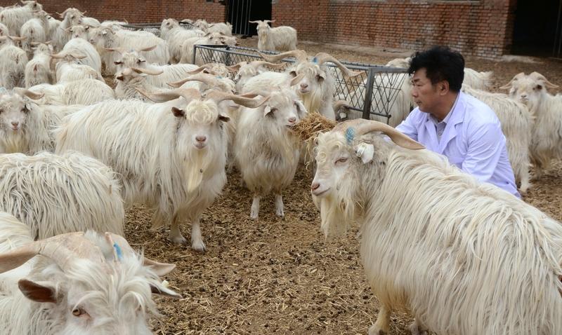 山西大同广灵县西加斗村这事儿太让人揪心了。1月9日下午，残疾村民杨先生放养的近2