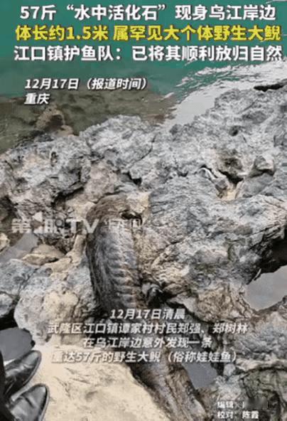 重庆大哥挖红薯，竟从石缝里掏出“牢底坐穿鱼”！起初以为是毒蛇“辣条”，吓得往后退