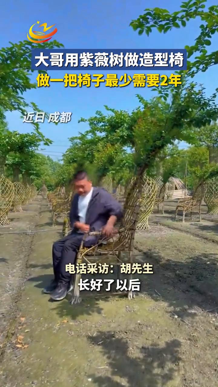 大哥用紫薇树做造型椅，做一把椅子最少需要2年。近日成都，电话采访：胡先生。养好