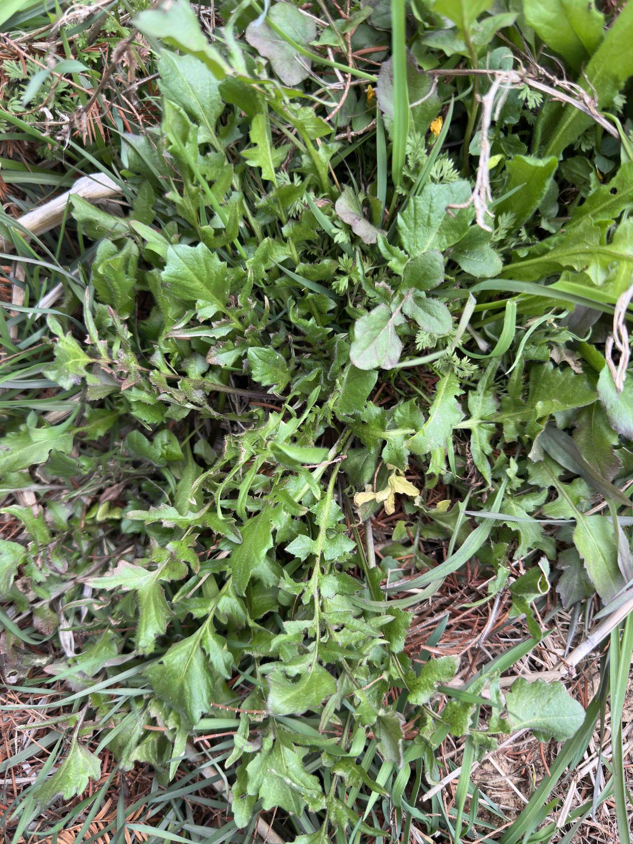 没过年，立春已至，总该去寻一次荠菜吧！哪里容易找到呢？听我的，没错！首先是选