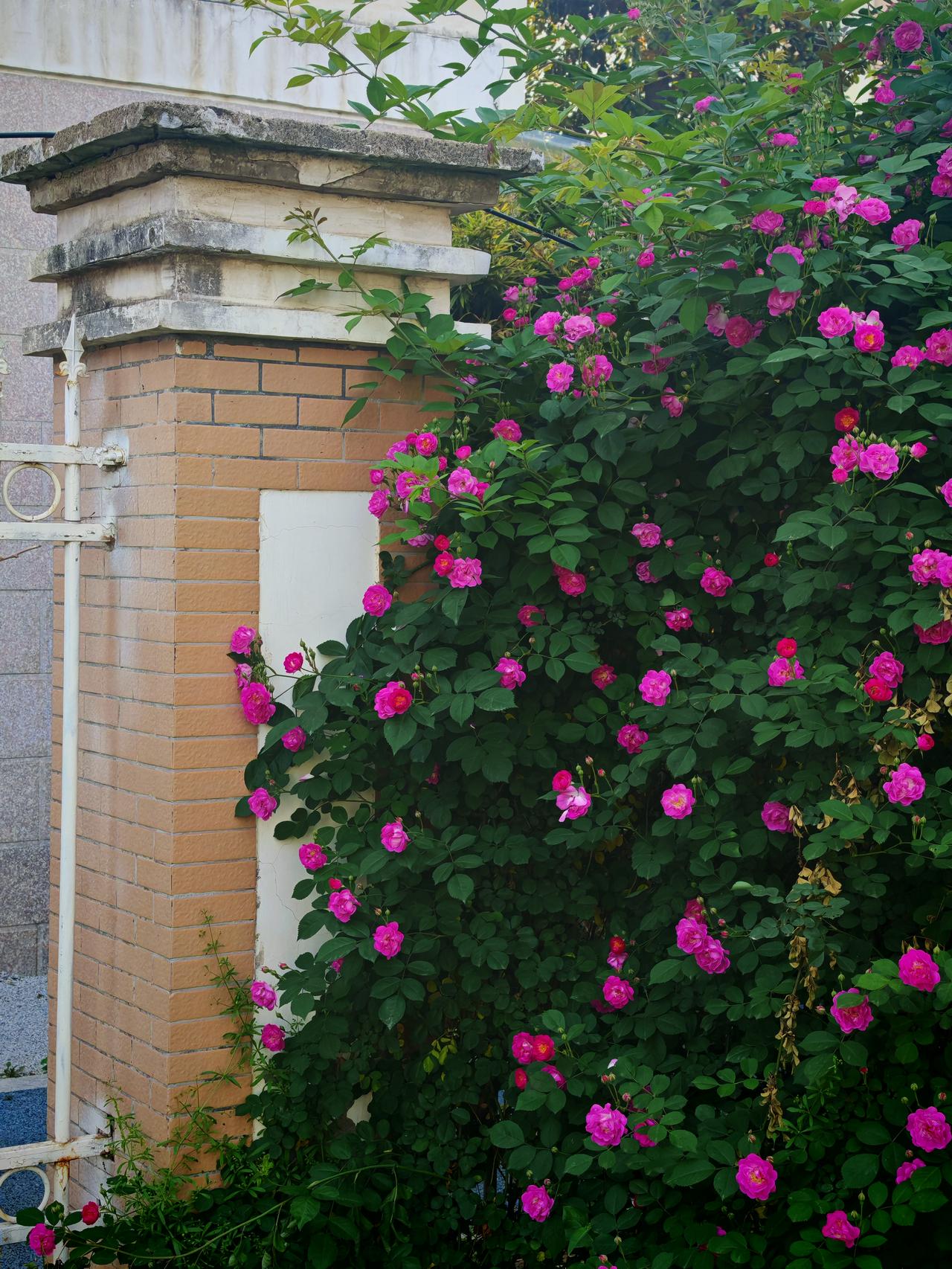 花开富贵飞黄腾达