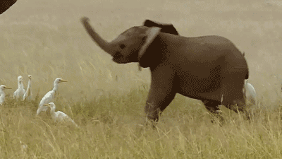 发现一头傻傻的小象，求那只鸟的内心！