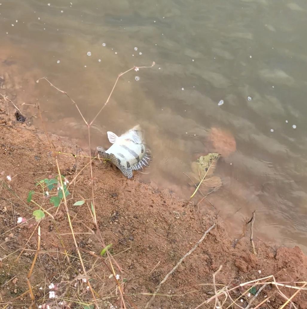 我的天，今天这运气简直是被财神爷附体了！蹲了上午，眼睛都快看花了，结果一条鳜鱼自