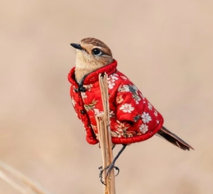 添衣保暖，岁岁长安宁…