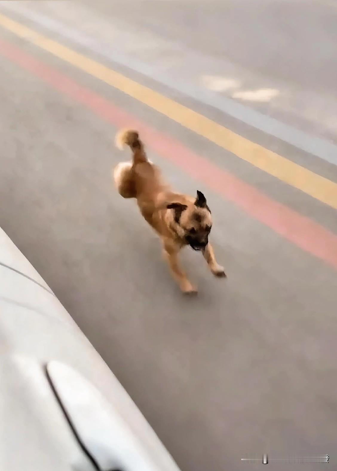 女子坐在车里往前走，外婆的狗狗却拼命地在后边追，怎么嚷都不回去。而且车加速，它也