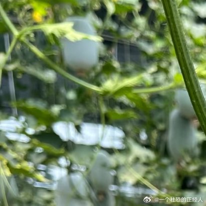 微公益种植冬瓜如何种植才能高产？1、选地整地冬瓜通常种植在疏松肥沃的土地上，排水