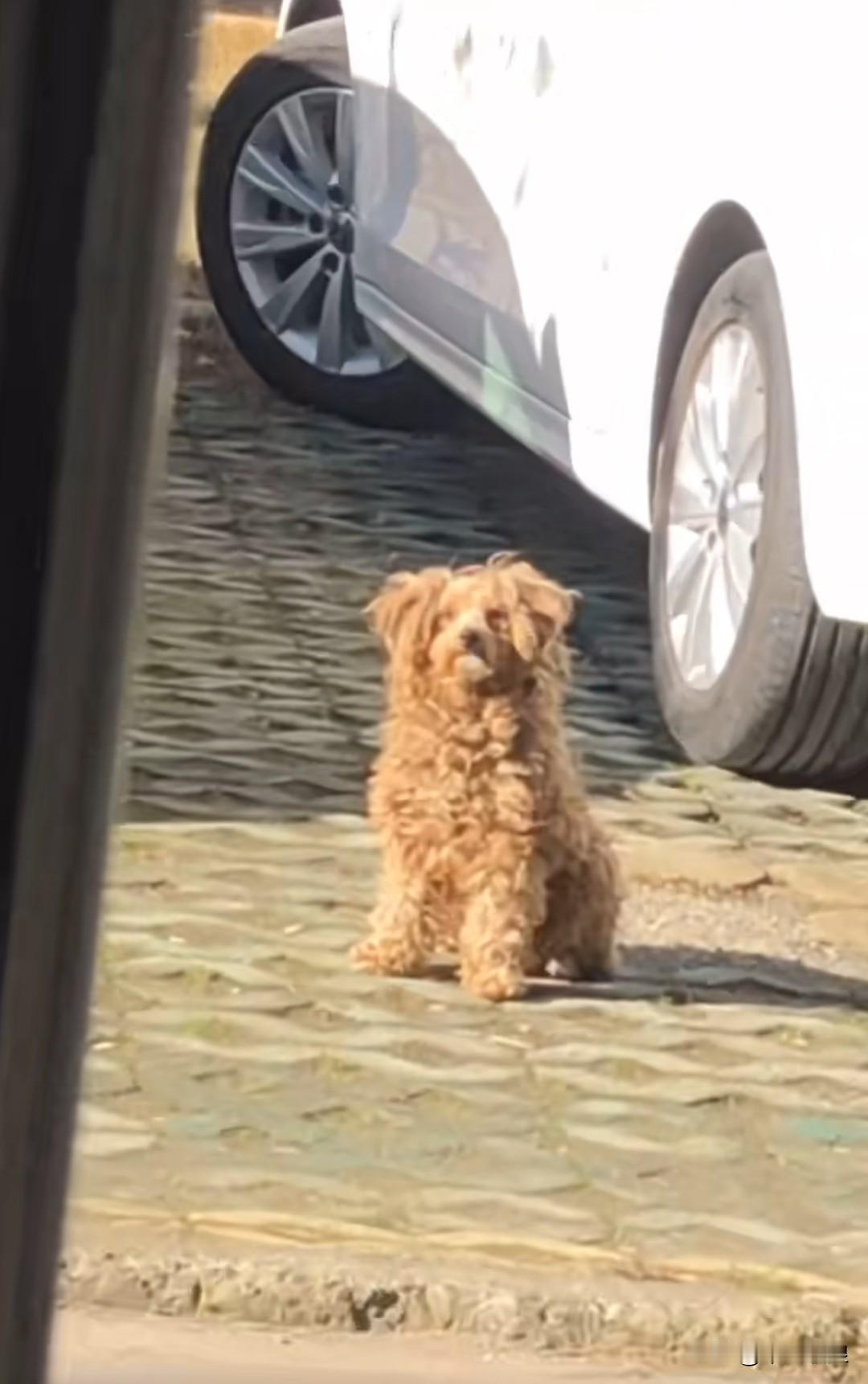 狠心的主人将黄毛泰迪带到了很远的地方，打开车门把它赶了下去，随后关上车门便扬长而