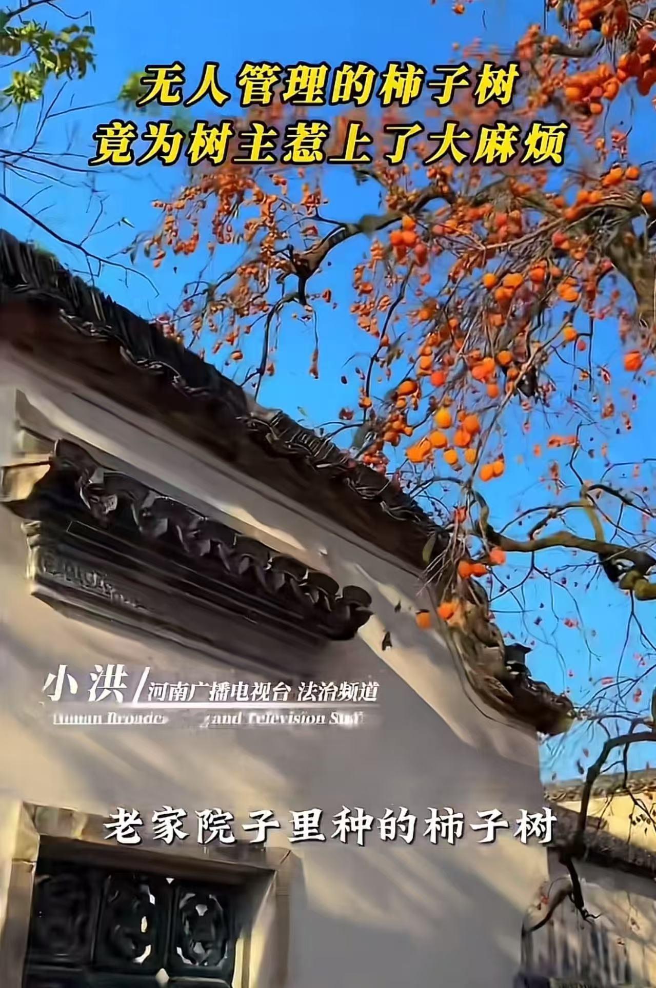 “无人管理的柿子树，竟为树主惹上了大麻烦！”河南一村民常年在外打工，老家院子里种