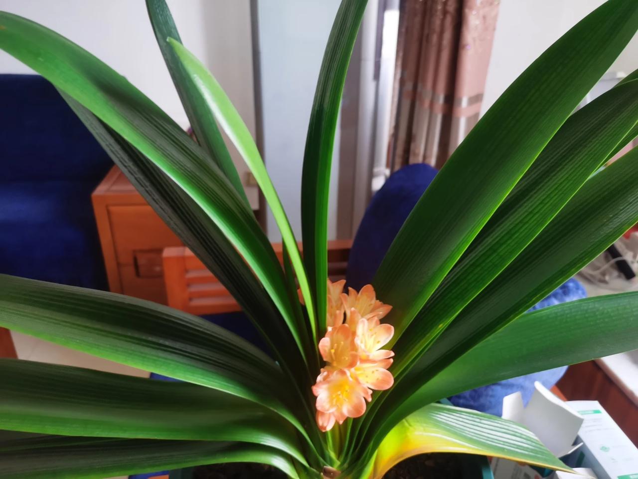 早上好呀，兰友们，还有各位朋友们！我这君子兰养得不太好，实在是有点拿不出手，让大