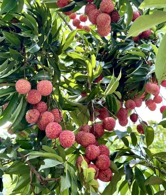 全球首棵龙眼味荔枝树打破跨属育种难关！广东科研团队从2015年着手研发，巧用花粉