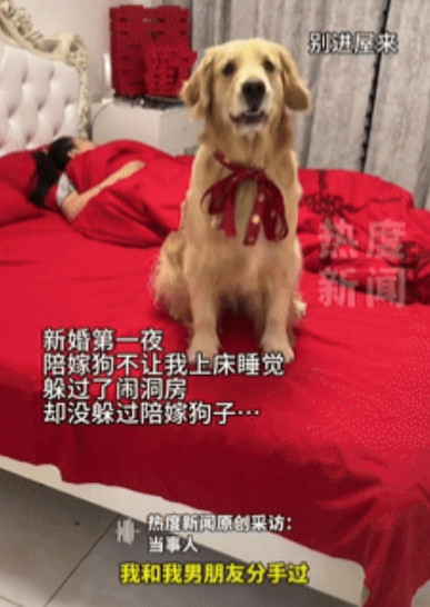 太有灵性了！吉林四平，一新郎晚上准备回房睡觉时，却看到“陪嫁狗”正卧在床上，拦着