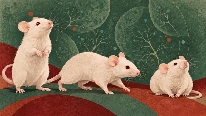 小鼠体内养出了“人类大脑”, 斯坦福科学家揭开人脑特有神经元的发育密码