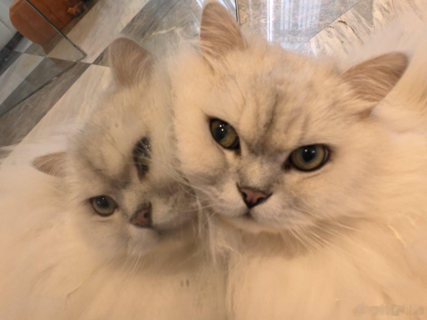 猫儿这个萌😻呀