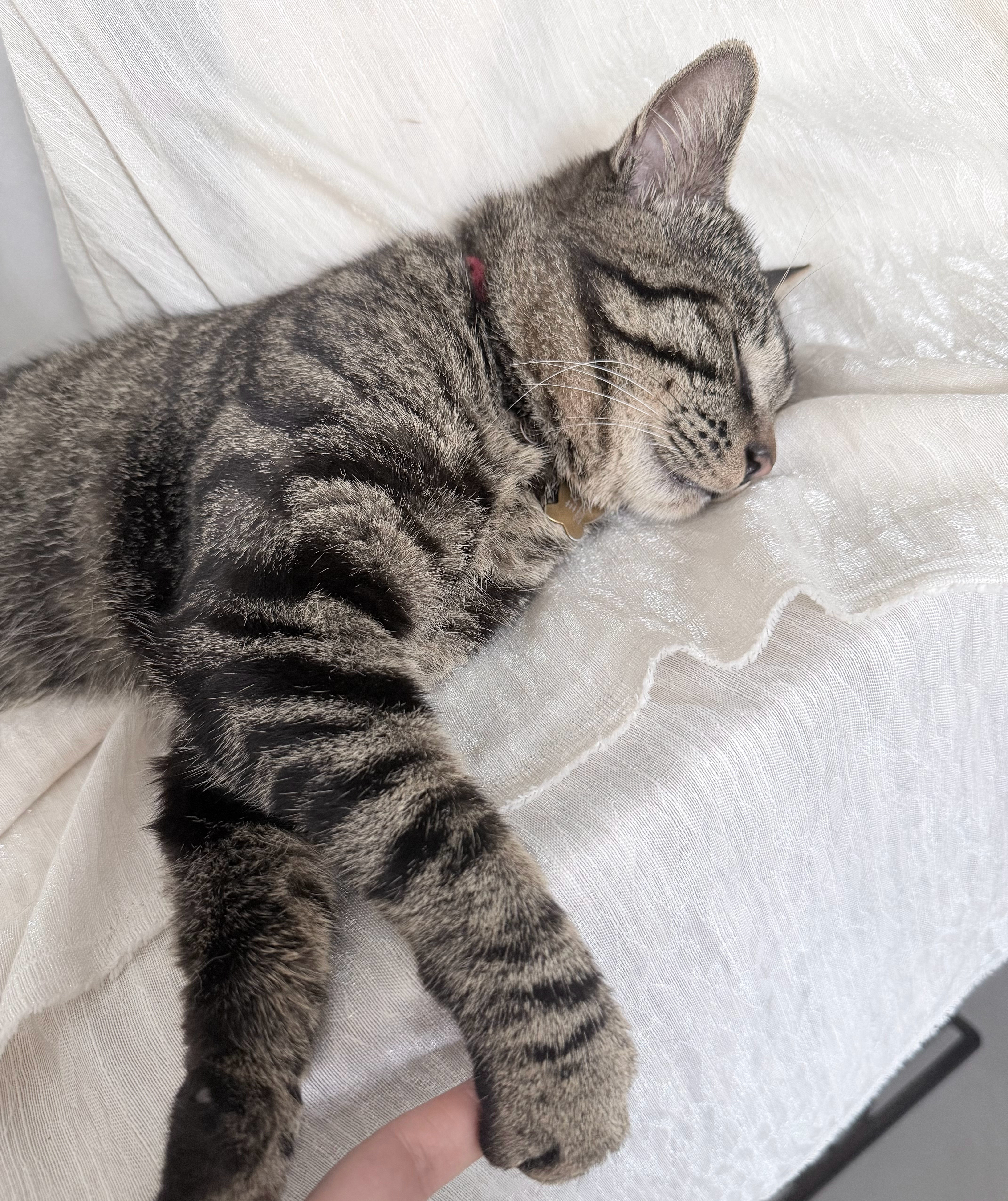 小猫咪这样睡觉会流口水么