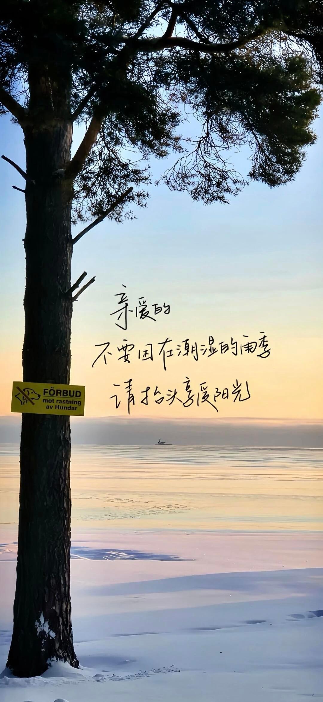 𝚂𝚑𝚊𝚛𝚎｜ins风氛围感壁纸分享