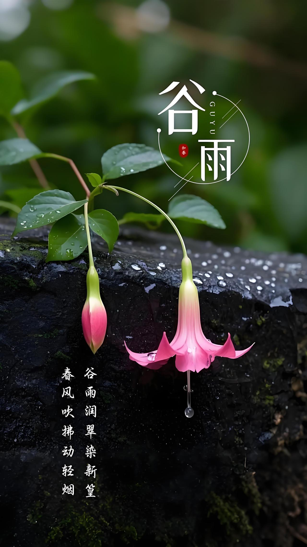 谷雨是春天写给夏天的信谷雨是春季的最后一个节气，通常在公历四月十九到四月二十一，