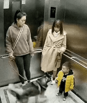 电梯这么狭小的空间，面对凶恶地扑向自己的恶犬，小朋友没有任何退路，躲无可躲。狗主