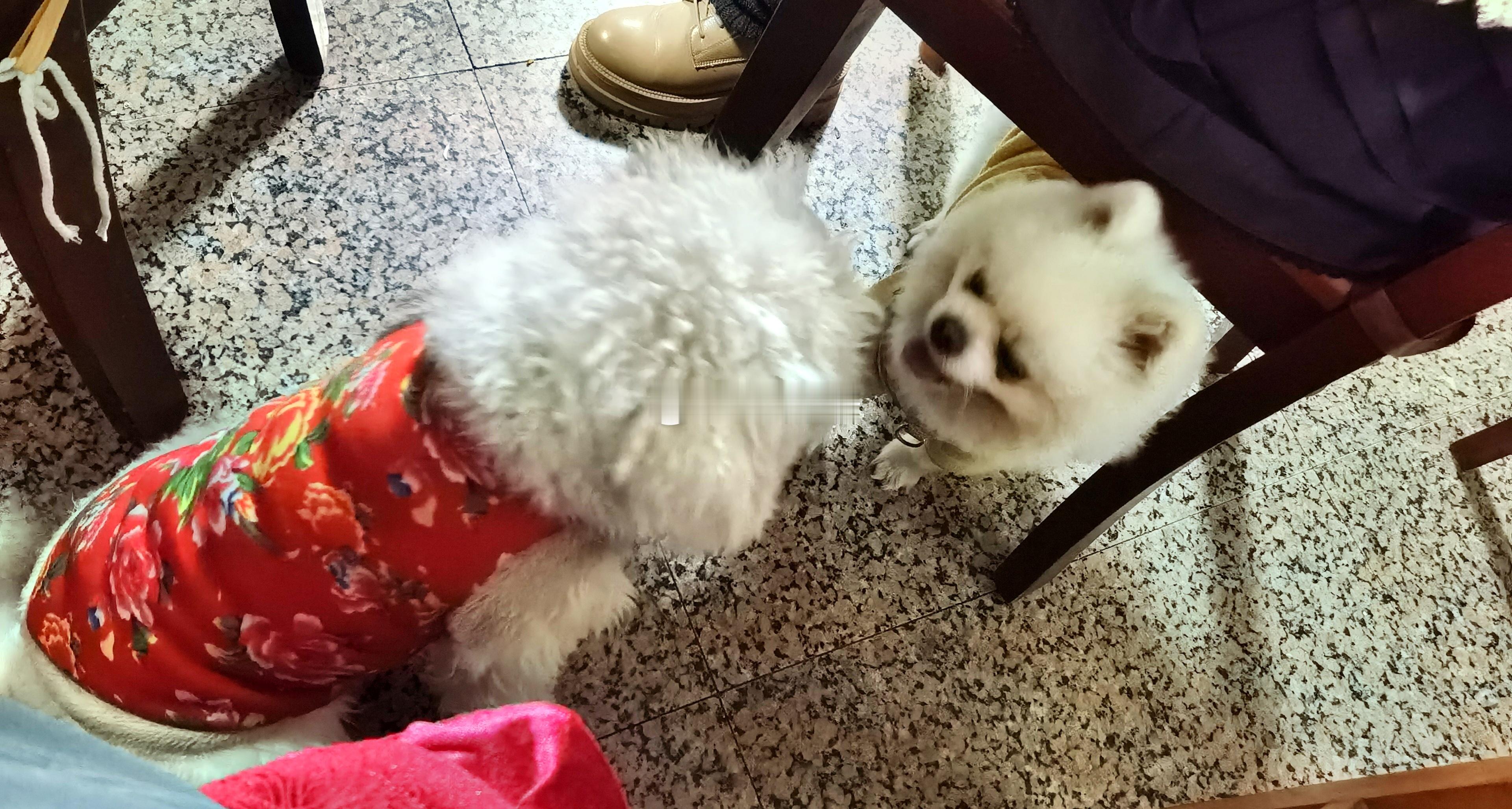 春节快到了，给它俩父子团聚一下。儿子现在的体型是它老爸的一倍。