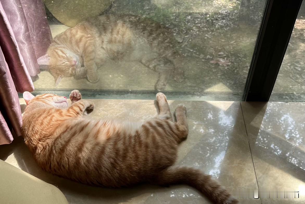大家知道吗，猫咪也害怕孤单！我的猫咪是一只田园橘，从不到一个月到一岁多，一直养在