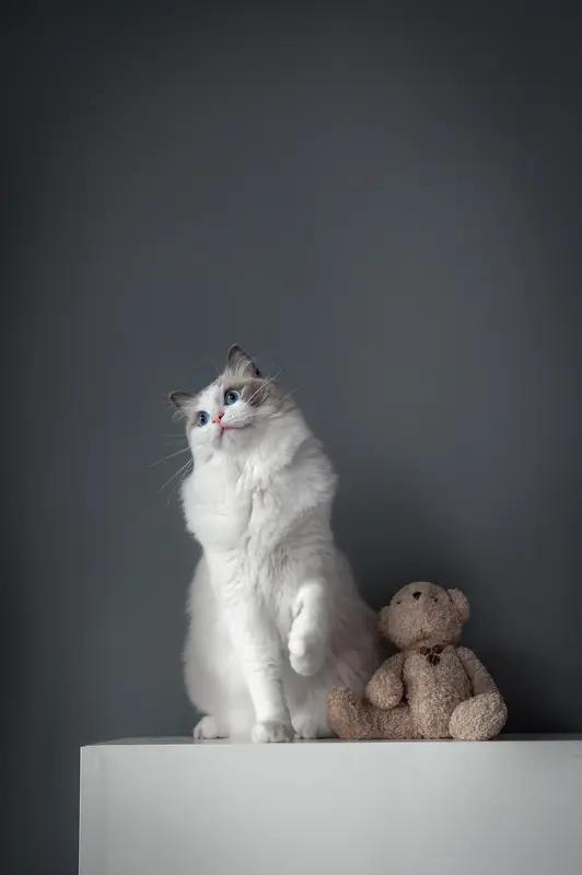 我超爱治愈又可爱的猫咪！就说我家那只布偶猫吧，浑身雪白的毛，像棉花糖一样软乎乎。