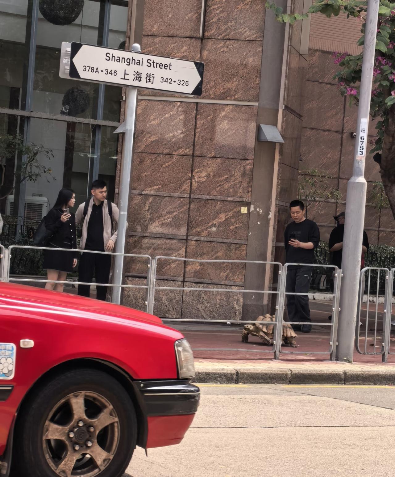 香港很宠物友好吗[捂脸哭]还有人遛龟的，信不信香港人养宠物比内地养儿子花销还大，