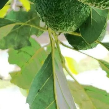 如何种植牛油果牛油果可用果核水培催芽后土培，适宜温暖环境，2-5年可能结果。