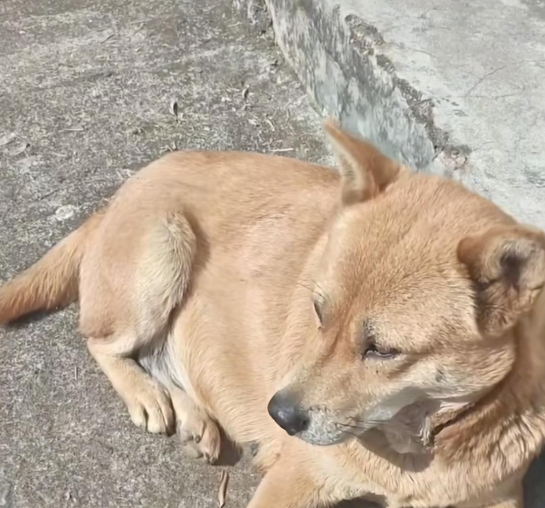 催生的见多了，头一次见催狗生的。网友养的土狗，2年了，也不见生个崽，都在怀疑，